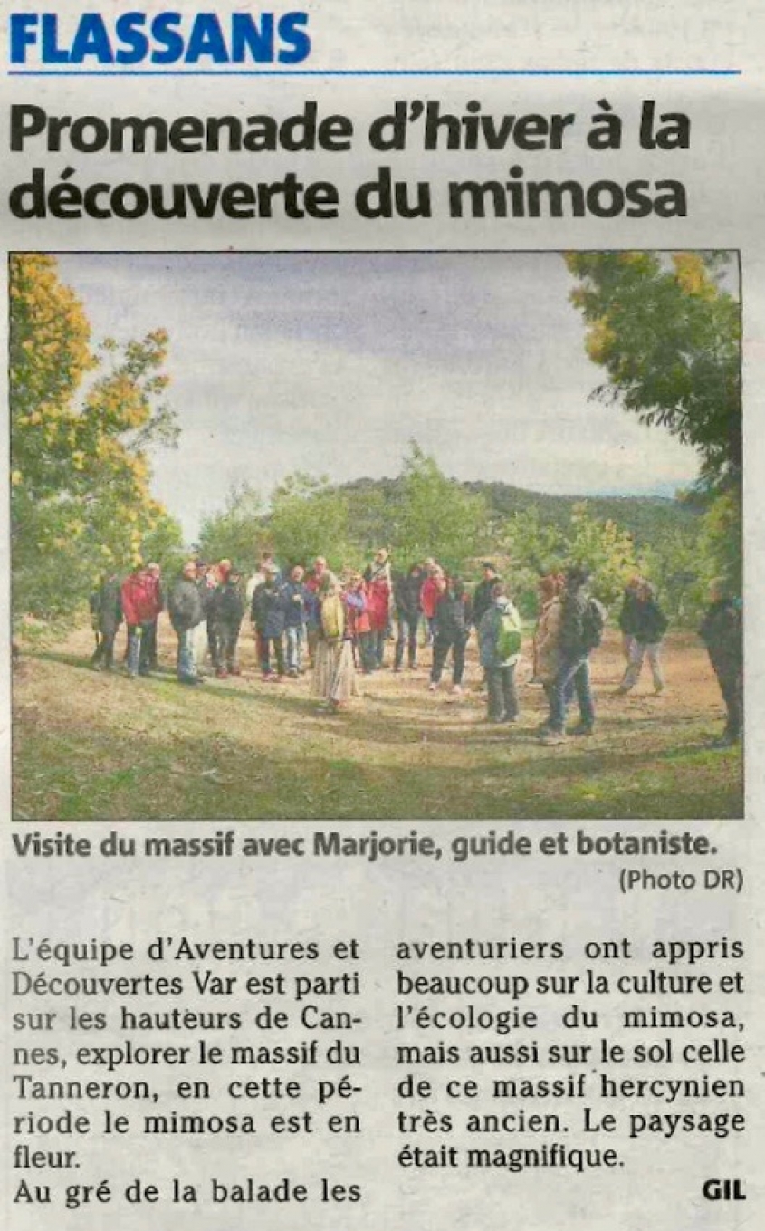 Promenade d'hiver &agrave; la d&eacute;couverte du mimosa